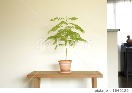テーブルに置かれた観葉植物 1649126