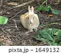 野生のウサギ 1649132