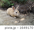 野生のウサギ 1649170