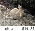野生のウサギ 1649185