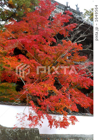宝福寺の紅葉 1649564