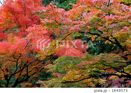 宝福寺の紅葉 宝福寺の紅葉 1649573