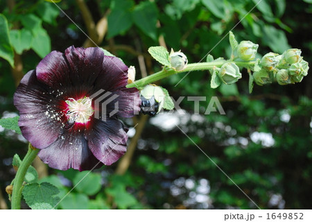 黒い夏の花 1649852