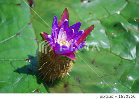 オニバスの花 オニバスの花 1650556
