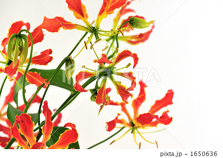 Gloriosa 1650636