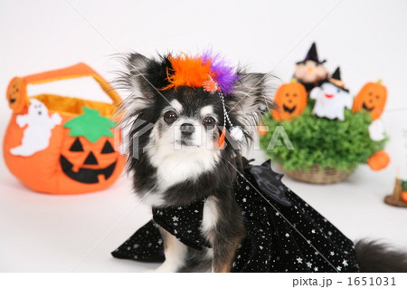 ハロウィン 1651031