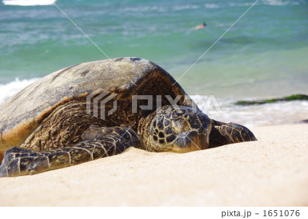 海岸のホヌ 海岸のホヌ 1651076