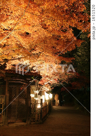 紅葉ライトアップ 1651520