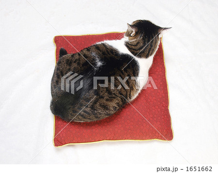 座布団にのった太った猫の俯瞰写真の写真素材 [1651662] - PIXTA
