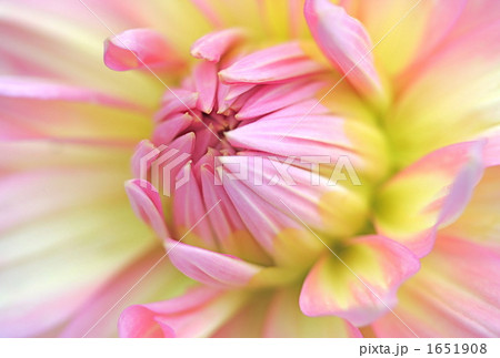 ピンクのダリヤ(1) ピンクのダリヤ(1) 1651908