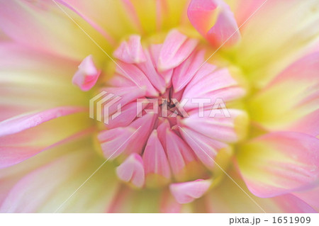 ピンクのダリヤ（２） 1651909