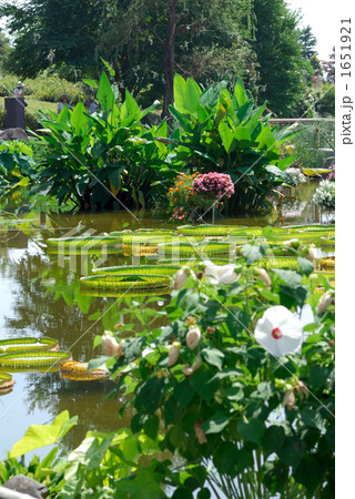 オニバスの池 1651921