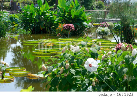 オニバスの池 1651922