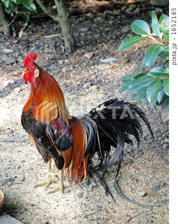 伊勢神宮のにわとり 伊勢神宮のにわとり 1652185