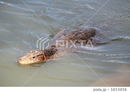 ミズオオトカゲ 泳ぐ 1、5メートル ミズオオトカゲ 泳ぐ 1、5メートル 1653056