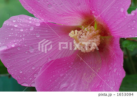 夏の花、ハイビスカス 夏の花、ハイビスカス 1653094