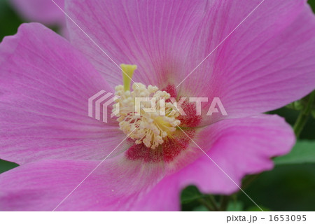 夏の花、ハイビスカス 1653095