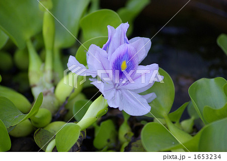 ホテイアオイの花 1653234
