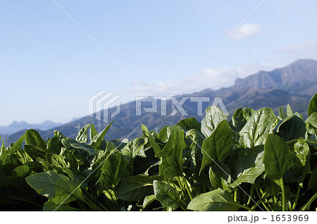 畑 1653969