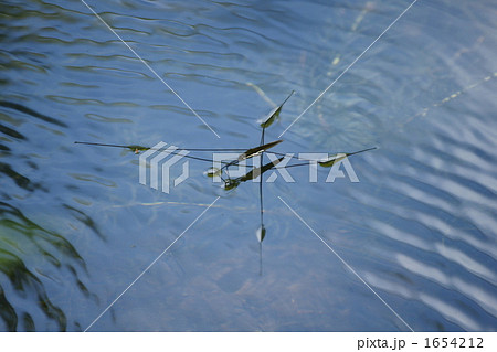 アメンボ 1654212