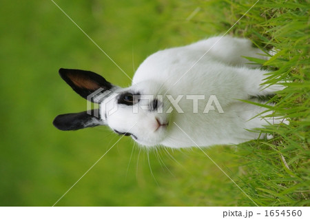うさぎ うさぎ 1654560