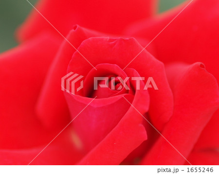 バラ　カーディナル 1655246