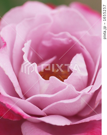 バラ ブルーリバー バラ ブルーリバー 1655257