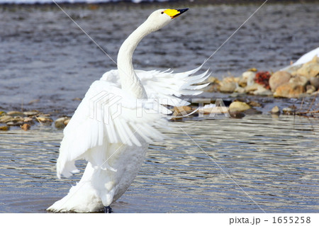 羽ばたく 1655258