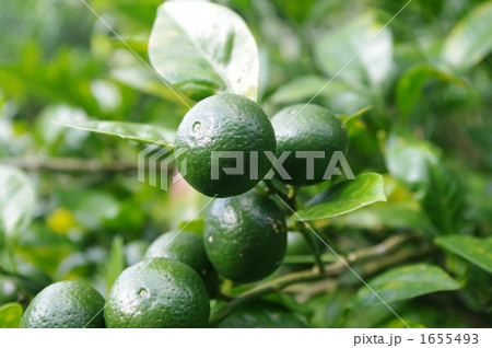 沖縄の薬味 1655493