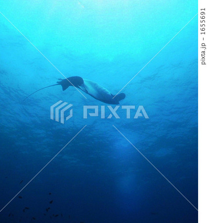 マンタ 1655691