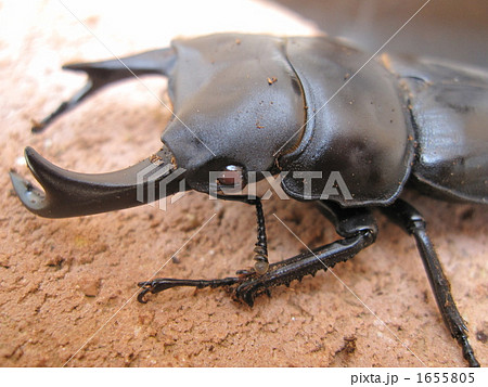レッドアイ オオクワガタ 赤眼アップ レッドアイ オオクワガタ 赤眼アップ 1655805