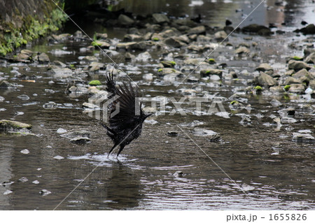飛び立つカラス 1655826