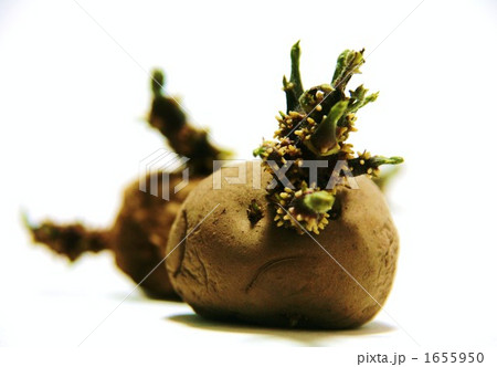 じゃがいもの芽 1655950