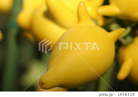 フォックスフェイス 1656310