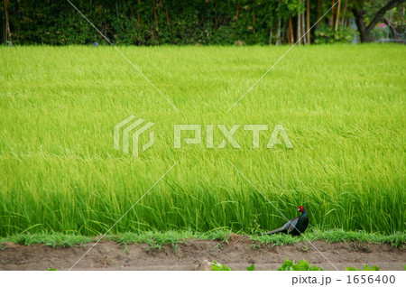 田んぼとキジ　『おーい』 1656400