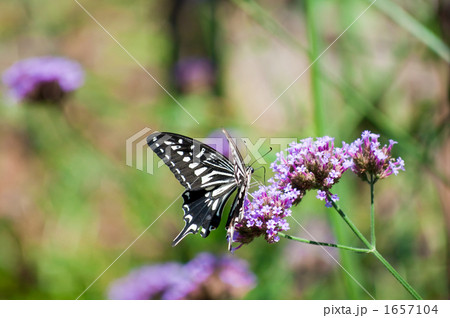 アゲハチョウ 1657104