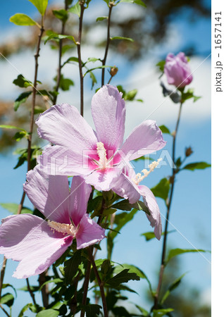 ムクゲ 1657141