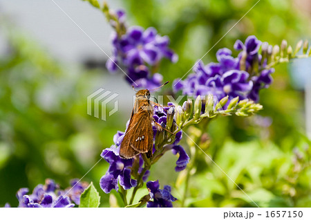 イチモンジセセリとデュランタ イチモンジセセリとデュランタ 1657150