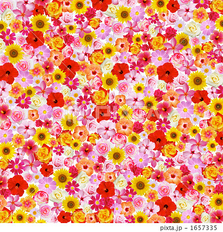 花のコラージュの写真素材 1657335 Pixta