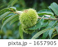 栗の木 1657905