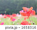 ひなげしの花 1658316