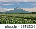 羊蹄山とじゃがいも畑 1658324