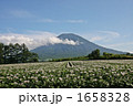 羊蹄山とじゃがいも畑 1658328
