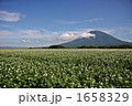 羊蹄山とじゃがいも畑 1658329