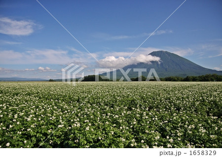 羊蹄山とじゃがいも畑 1658329