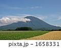 羊蹄山と畑 1658331