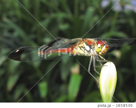 赤とんぼ 1658530