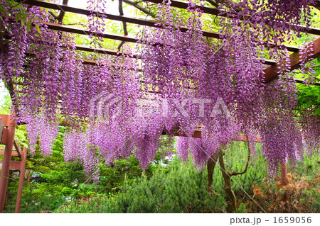 藤の花 1659056