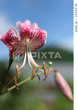 真夏の百合と青空 1659278