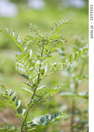 ハーブ　スペインカンゾウ 1659303